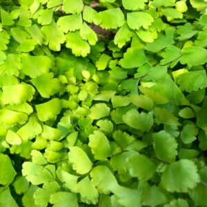 ADIANTUM FRAGRANS K:12CM x8