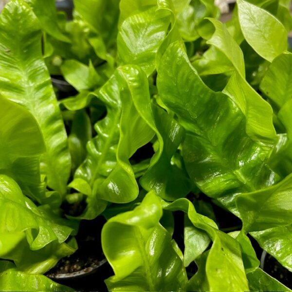 ASPLENIUM MINI x12