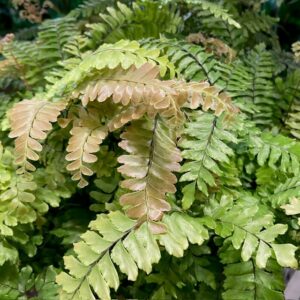 ADIANTUM BRONZE VENUS K:12CM x8