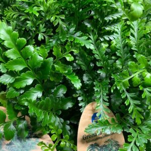 ASPLENIUM PARVATI ARVID x6