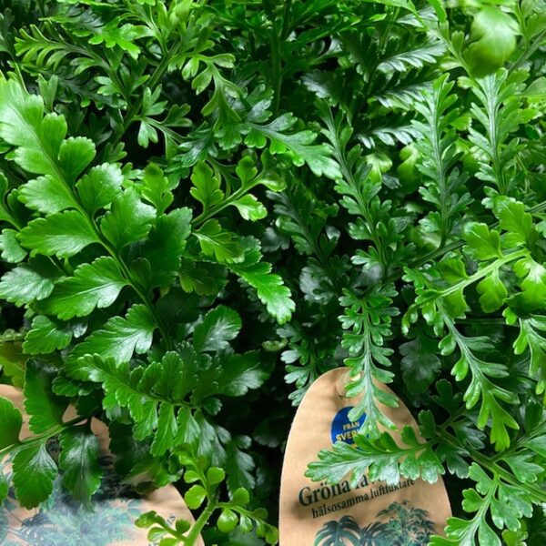 ASPLENIUM PARVATI ARVID x6