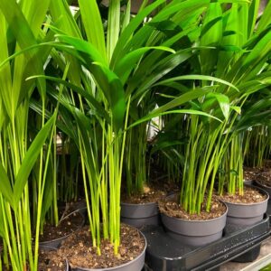 DYPSIS LUTESCENS K:10CM x12