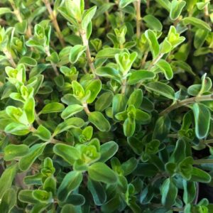 OREGANO x15