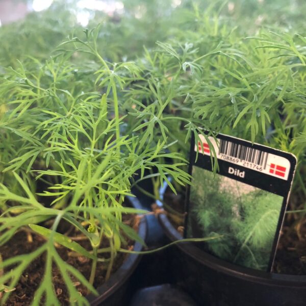 DILL x15