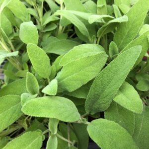 SALVIA x15