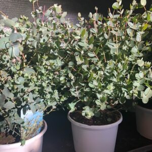 EUCALYPTHUS BUSK K:16CM x6