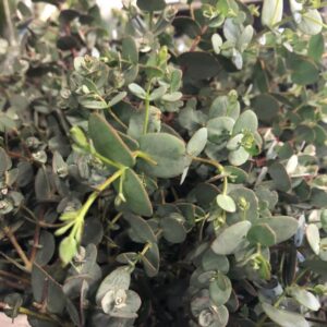 EUCALYPTHUS BUSK K:14CM x6