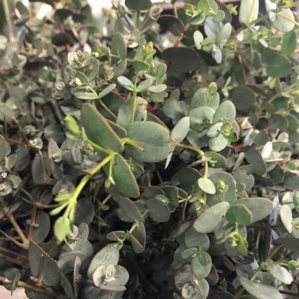 EUCALYPTHUS BUSK K:14CM x6