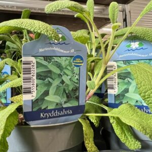 SALVIA KRYDD x15