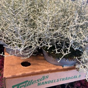 CALOCEPHALUS FRILLESÅS x12