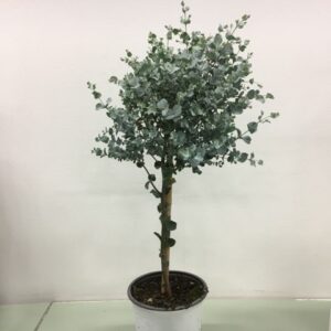 EUCALYPTHUS STAM K:19CM H:65-75CM