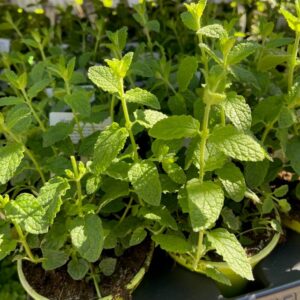 CITRONVERBENA K:10CM x15