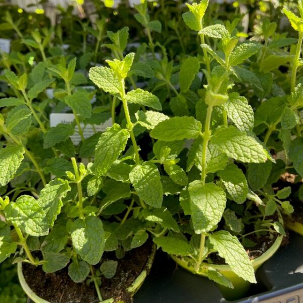 CITRONVERBENA K:10CM x15