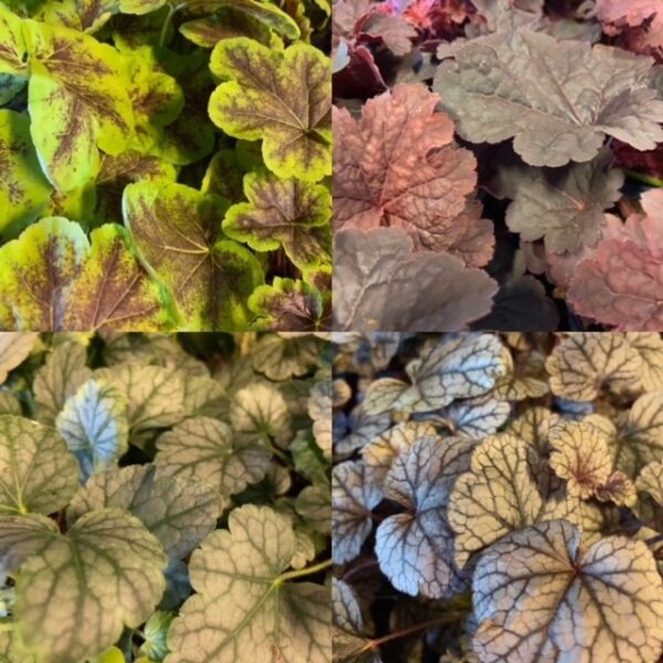HEUCHERA FRILLESÅS x8
