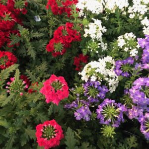 VERBENA DK K:12CM x10