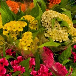CELOSIA TWISTED MIX x10