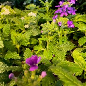 VERBENA PLANT x24