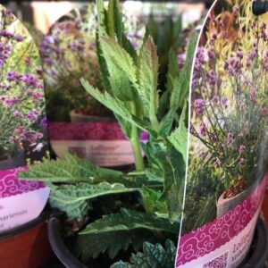 VERBENA BLUS SKY BLUE K:19CM