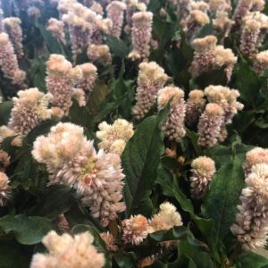 CELOSIA MERIDA SALMON K:12CM x10