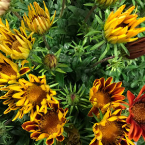 GAZANIA SOLÖGA x10