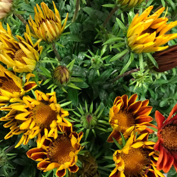 GAZANIA SOLÖGA x10