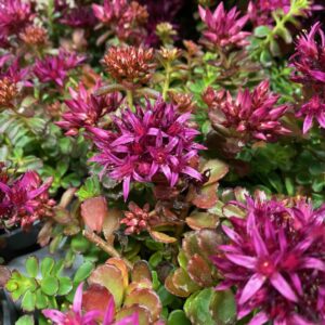 SEDUM SPOT ON DEEP ROSE K:12CM x6