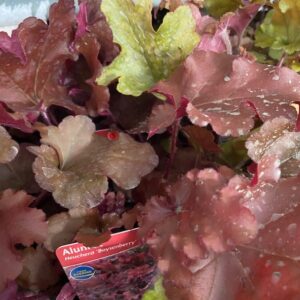 HEUCHERA MIX WÄ/LA K:10,5CM x14