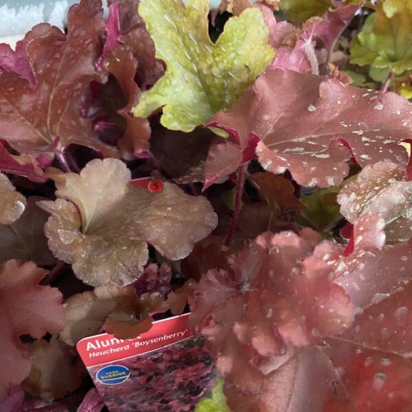 HEUCHERA MIX WÄ/LA K:10,5CM x14
