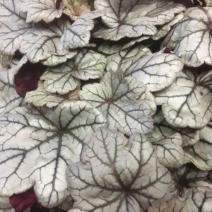 HEUCHERA ALUNROT DK K:12CM x6