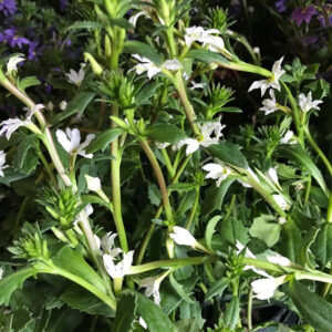 SCAEVOLA FEMTUNGA VIT x8