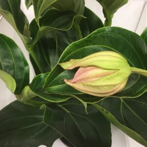 MEDINILLA MAGNIFICA K:17CM x2