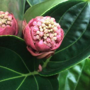 MEDINILLA LAMBADA K:14CM x4