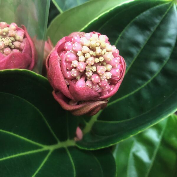MEDINILLA LAMBADA K:14CM x4