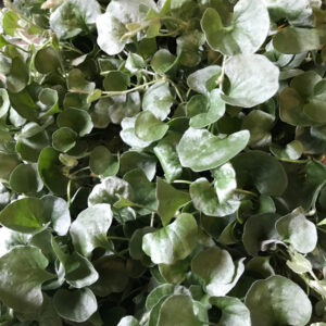 DICHONDRA SILVERFALL FRILLESÅS x12