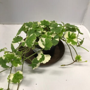 GLECHOMA JORDREVA x8