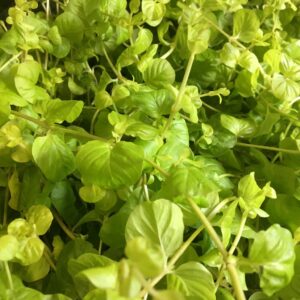 LYSEMACHIA PENNIGBLAD FRILLE x12
