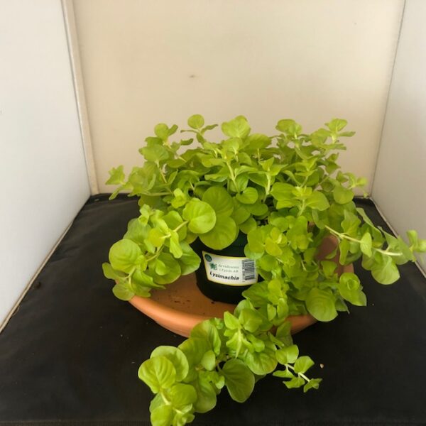 LYSEMACHIA PENNIGBLAD ARVID x8