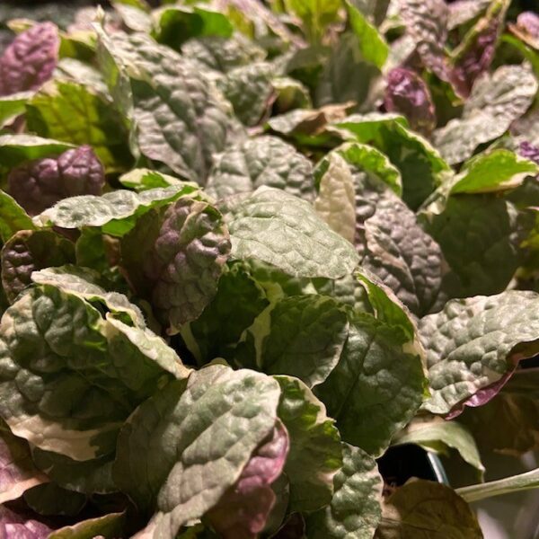 AJUGA ARVID x6