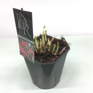 DICENTRA LÖJTN.HJÄRTA K:17CM x6