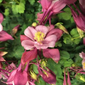 AQUILEGIA ACKLEJA KOMPAKT K:12CM x10