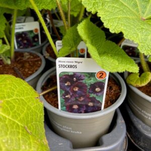 ALCEA NIGRA W/L K:10,5CM x14