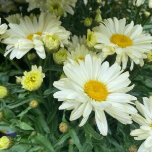 LEUCANTHEMUM PRÄSTKRAGE LJUSGUL K:17CM x6