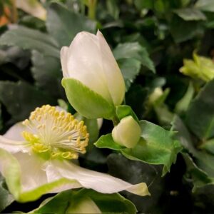 HELLEBORUS CHRISTMAS CAROL K:12CM x8
