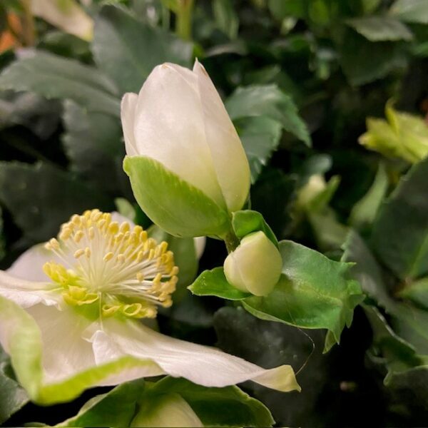 HELLEBORUS CHRISTMAS CAROL K:12CM x8