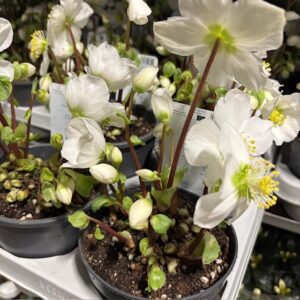 HELLEBORUS UTAN BLAD K:12CM x10