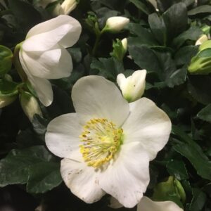 HELLEBORUS MIX K:17CM x6