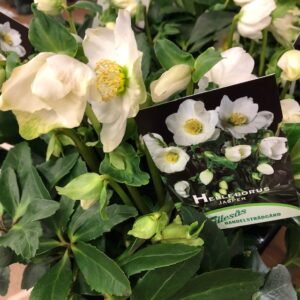 HELLEBORUS FRILLESÅS K:15CM x6