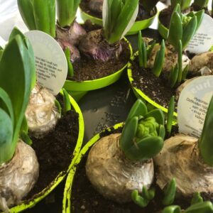 HYACINT 3-PL VÅR x10