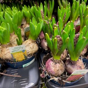 HYACINT 3-PL VÅR FRILLESÅS x12