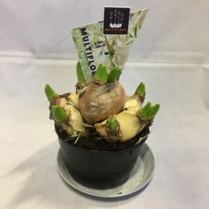 HYACINT MULTI VIT K:10CM x8